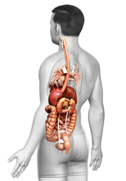 3d rendered medically accurate illustration of male Digestive System  and heart