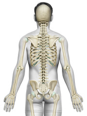 3d rendered, medically accurate illustration of a male skeleton system