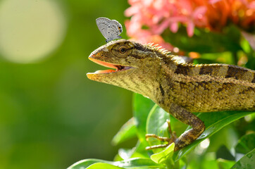 liar chameleon in the yard of the house