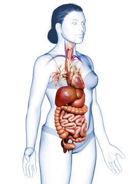 3d rendered medically accurate illustration of Female Digestive System  and heart