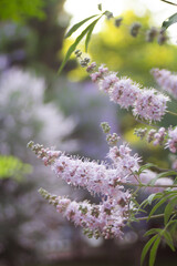 Lilac flowers on a tree at the end of branches in a summer park