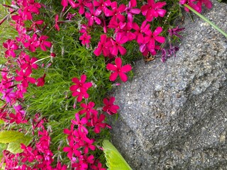Saxifraga oppositifolia commonly known as purple saxifrage or purple mountain saxifrage. Blooming in the garden