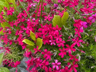 Saxifraga oppositifolia commonly known as purple saxifrage or purple mountain saxifrage