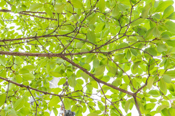 Tree's green leaves background in summer