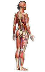 3d rendered medically accurate of the female anatomy