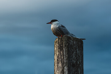 Common tern perching on a mooring post