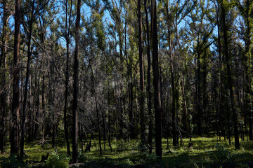 Forest rejuvenation near Taree in New South Wales Central Coast area.
