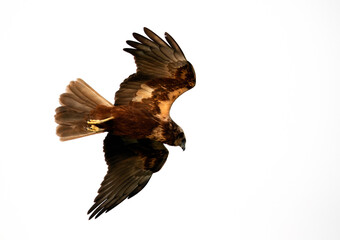 Closeup of Eurasian Marsh harrier in flight, Bahrain