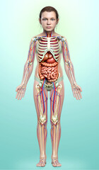 3d rendered medically accurate illustration of girl Internal organs, skeleton and circulatory system