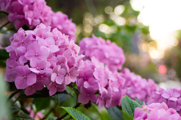 Pink hydrangea bush in summer park