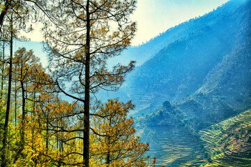 Beautiful view of pine forest at himalaya range, Uttarakhand, India.