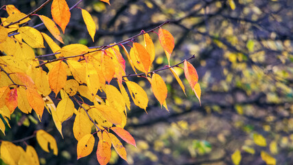 Colorful autumn leaves on a dark background in sunny weather