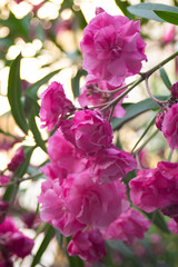 Pink flowers on oleander bushes in a summer park