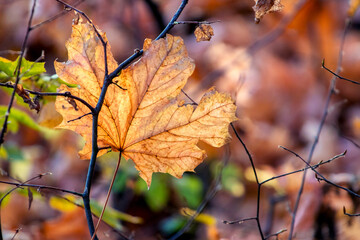 Dry maple leaf on a background of autumn forest