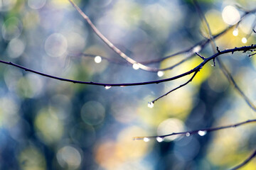 Raindrops on dry tree branches with blurred background