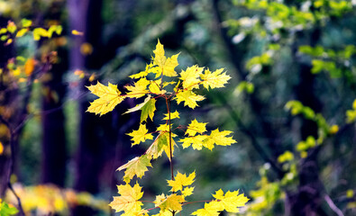 Golden autumn maple leaves on a young tree in the forest