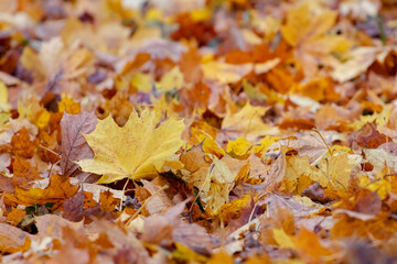 Yellow maple leaf on the ground among the fallen leaves