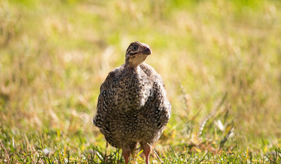Teenage helmeted guineafowl standing in a green field at sunrise or sunset.