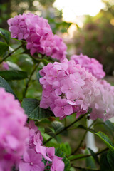 Pink hydrangea bush in summer park