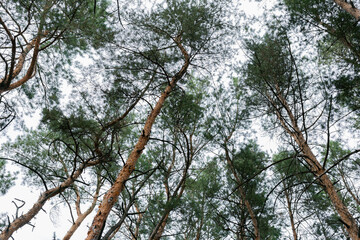 coniferous forest. view from below. sky in the spring. beautiful nature