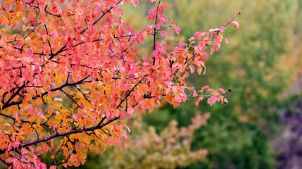 Pink and red leaves on a tree in autumn