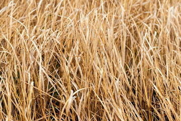 Texture of dry grass. Field with dry grass