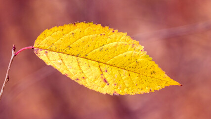 Autumn yellow leaf on a red blurred background