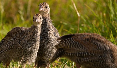 Teenage helmeted guineafowls standing in a green field at sunrise or sunset.