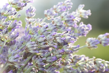 bouquet of a lavender, Provencal purple flower, in the sun in the French fields