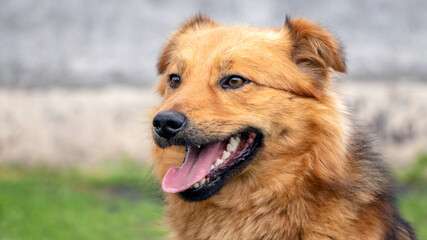 Fototapeta na wymiar Portrait of a brown dog with open mouth, cheerful dog