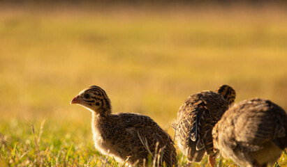 Fototapeta premium Baby helmeted guineafowl keets sitting in a golden lit field at sunrise or sunset.