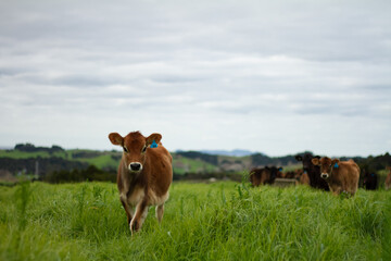 A herd of young calves explores the green pastures of an organic farm. 