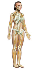 3d rendered medically accurate illustration ofa female nervous system and skeleton system