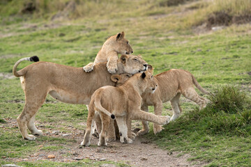 Fototapeta na wymiar Lioness and cubs, Masai Mara