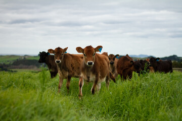 A herd of young calves explores the green pastures of an organic farm. 