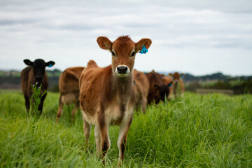 A herd of young calves explores the green pastures of an organic farm. 