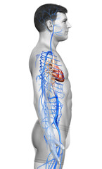 3d rendered medically accurate illustration of a male Veins anatomy