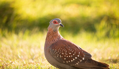 Speckled pigeon sitting in a golden lit field at sunrise or sunset.