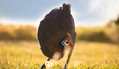 Helmeted guineafowl about to attack at sunrise or sunset.