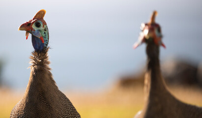 Portrait of two helmeted guineafowl at sunrise or sunset.