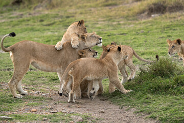 Lioness and her cubs, Masai Mara