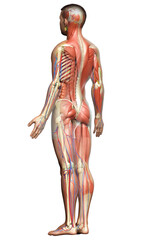 Fototapeta premium 3d rendered medically accurate of the male anatomy