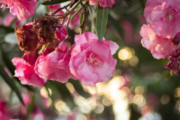 Pink flowers on oleander bushes in a summer park
