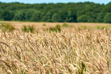 Overlooking a golden cornfield in bright summer sunshine
