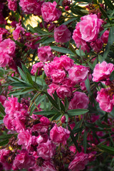 Pink flowers on oleander bushes in a summer park