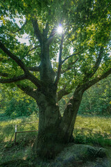Old oak tree with a sun star