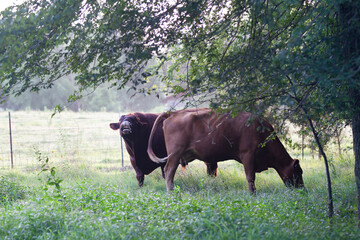 Naklejka na ściany i meble Red Angus beef cow and bull in a pasture