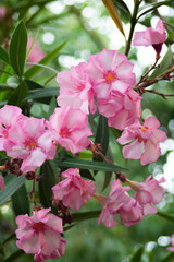 Pink flowers on oleander bushes in a summer park