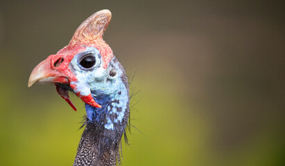 Closeup of a helmeted guinefowl face with a green background.