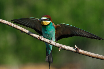 European Bee-eater comes in to land on a branch with another bee-eater